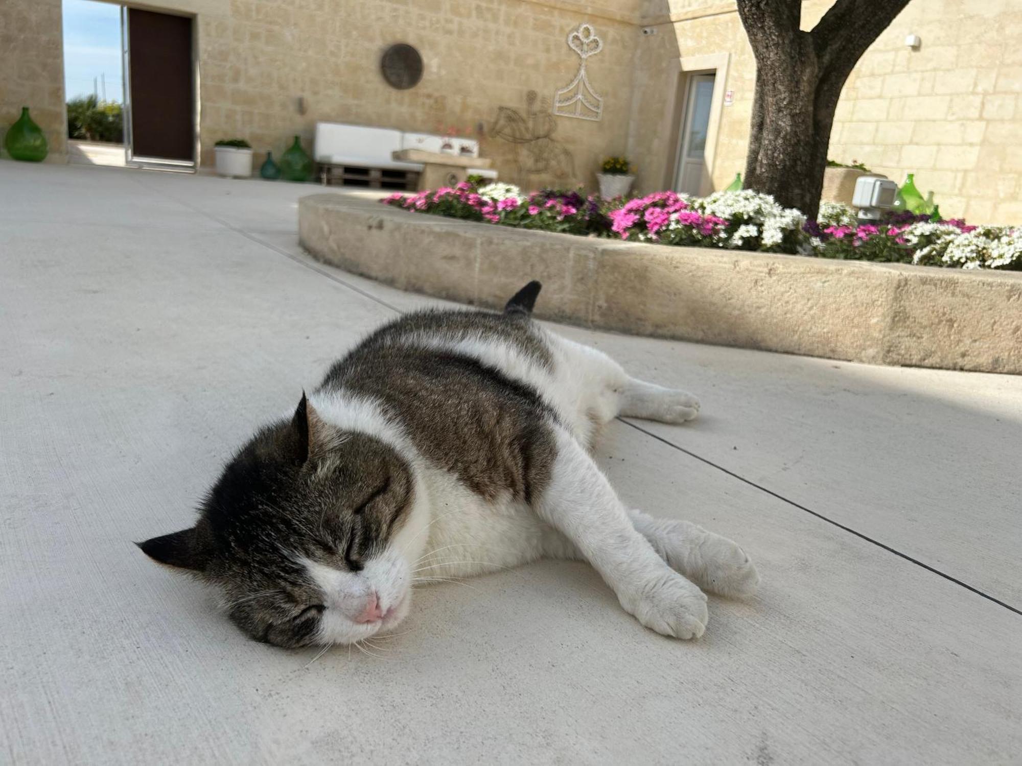 Masseria Spiga Gravina in Puglia Dış mekan fotoğraf